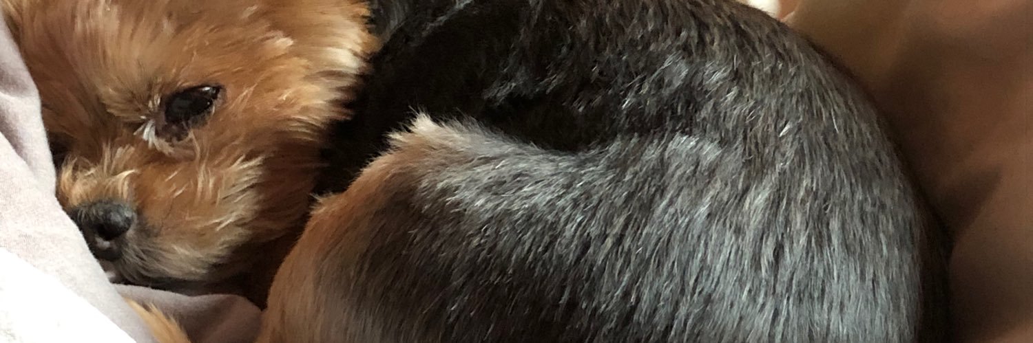 sevyx's profile banner image