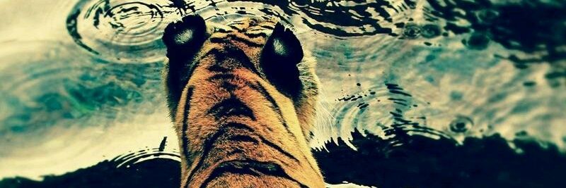 amek_cau's profile banner image