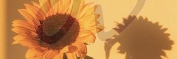 miii✨🌻 banner