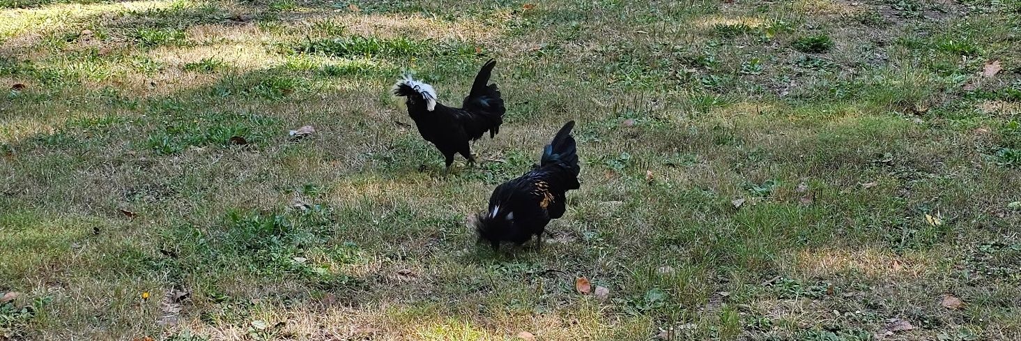 Stocks Famly Farm banner