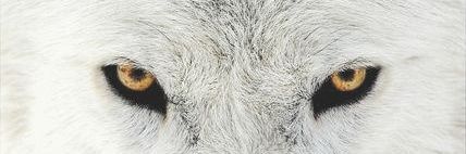eiwtoro's profile banner image