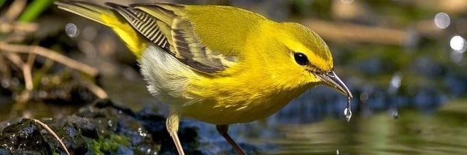 Beautiful Birds's banner