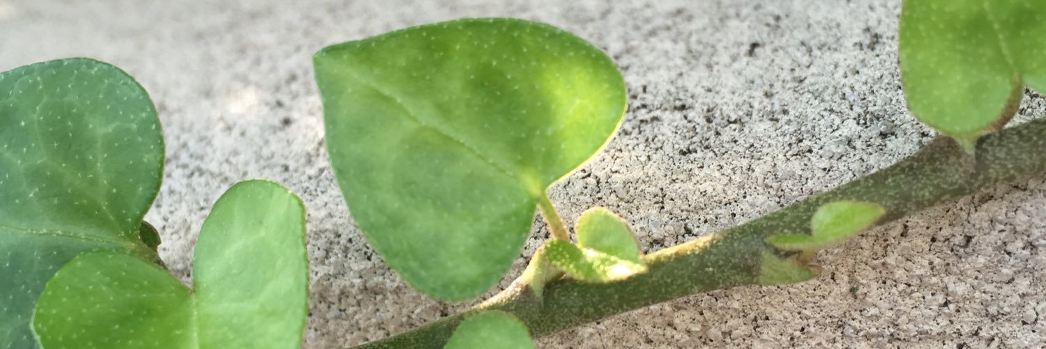 maripiko's profile banner image
