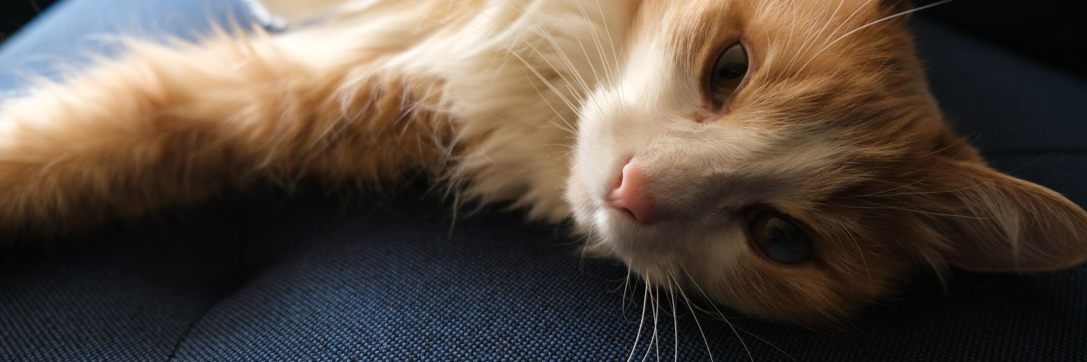 Brandon V. Fletcher 🎮🎥📷 banner