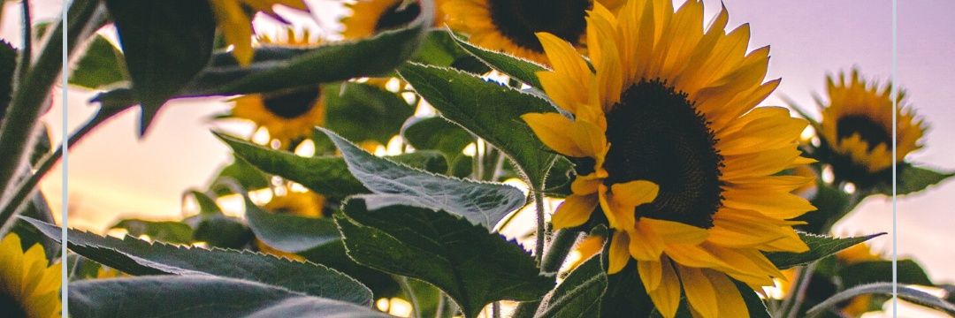 Lynunknown's profile banner image