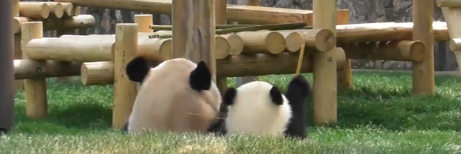 ちゃび🐼🐧🐨 banner