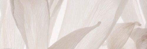 𝑌𝑜𝑜𝑛 banner