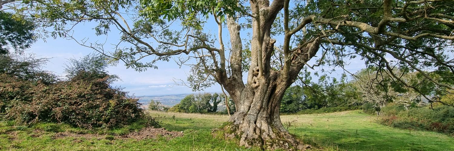 Vix Lowthion 💚 banner