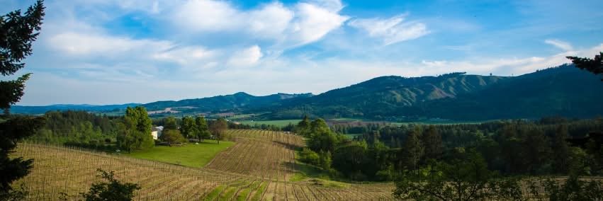 Lucetta Elmer banner