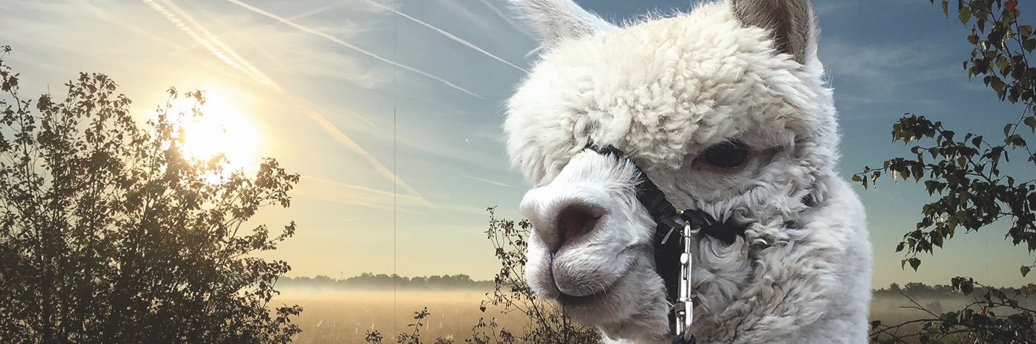 Alpaca_America's profile banner image