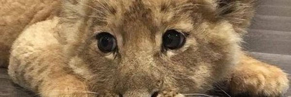 dabble Profile Banner
