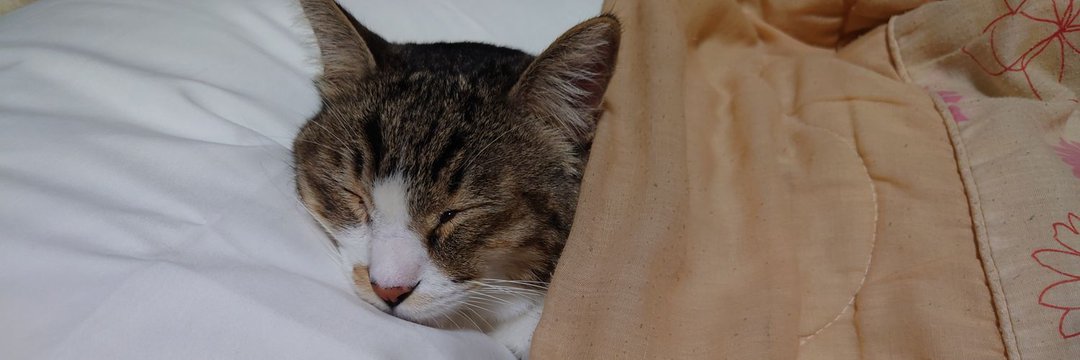 猫欠乏症やと banner