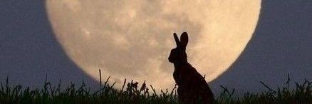 Felipetwro's profile banner image