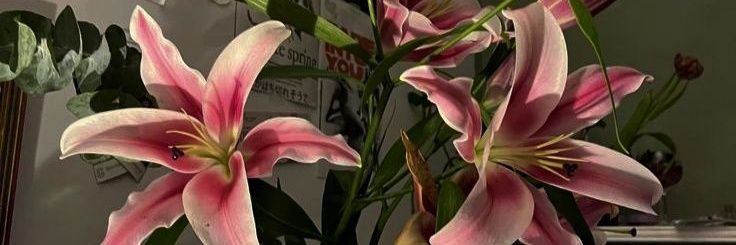 🌺𝓳𝓸𝔂ˢᵉᵐⁱ ᵍᵃᵖ²⁵ | 𝜗𝜚study&collegetwt ࣪˖ ִ𐙚 banner