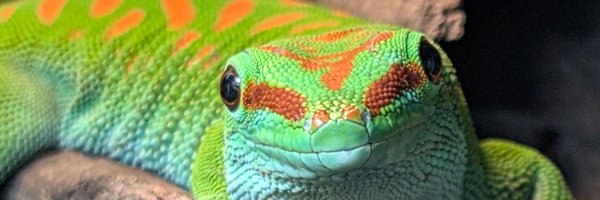 Mrflibbie Profile Banner