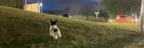 inudogwan1 Profile Banner