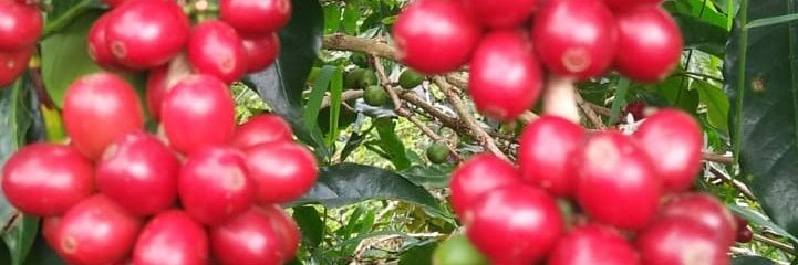 KaroCoffee's profile banner image