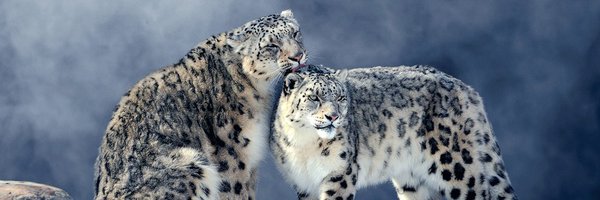 snowleopardai Profile Banner