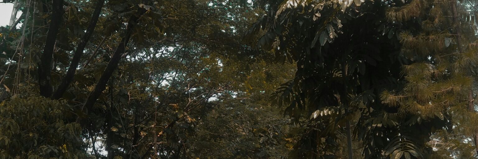 _ailama's profile banner image