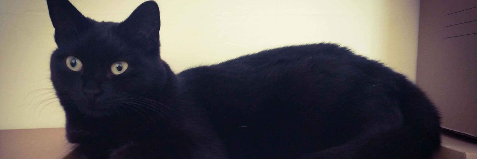 SusannaBerginc's profile banner image