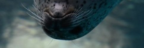 𓃬 banner