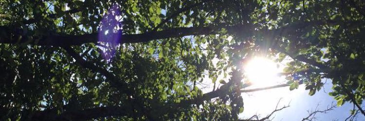 LauraneRuen's profile banner image