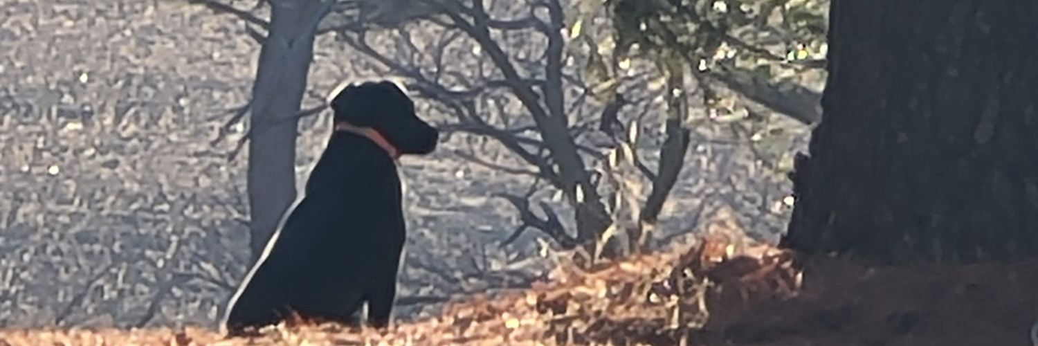 bretskellenger's profile banner image