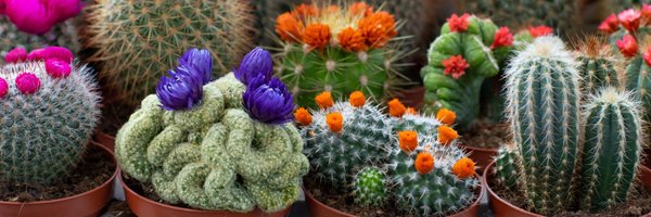 Cactus_Cub Profile Banner