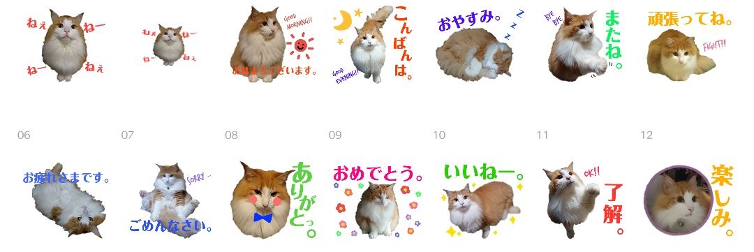 きょんすと糖尿病猫NOAH banner