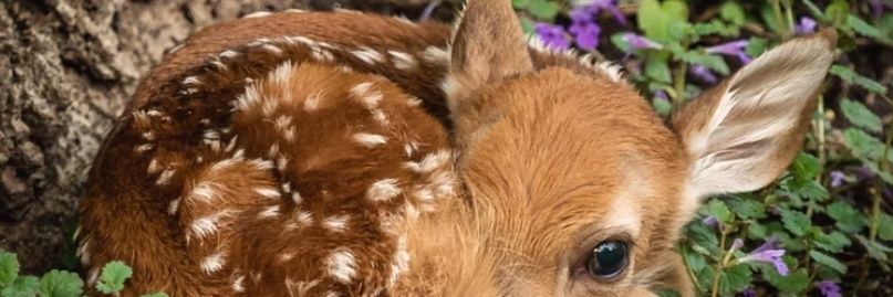 Sarah Evans-Snape banner