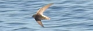 Graham the Birder banner