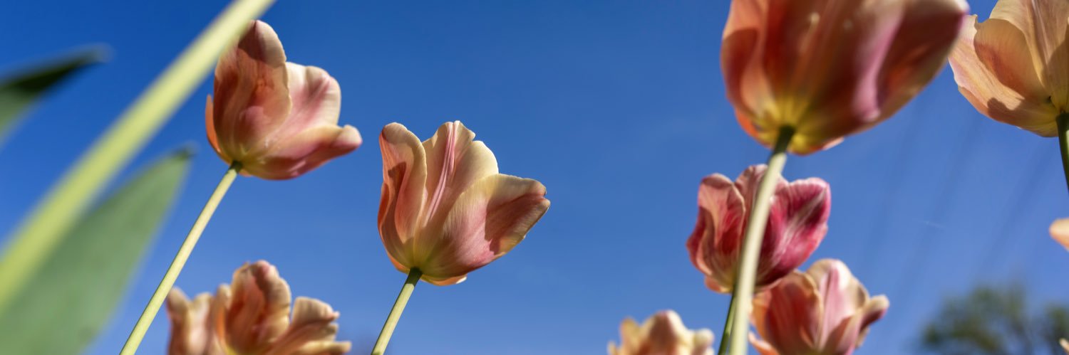 Los Angeles County banner