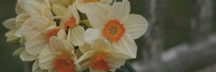 haniye banner