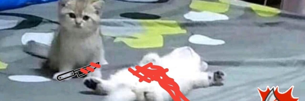 rauruskoe's profile banner image