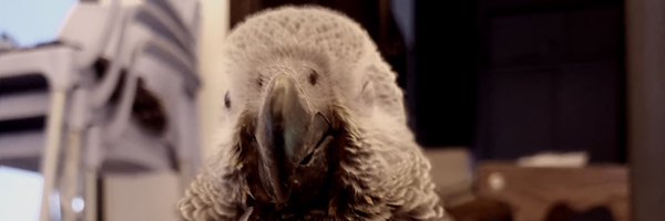 ladyfeather__ Profile Banner