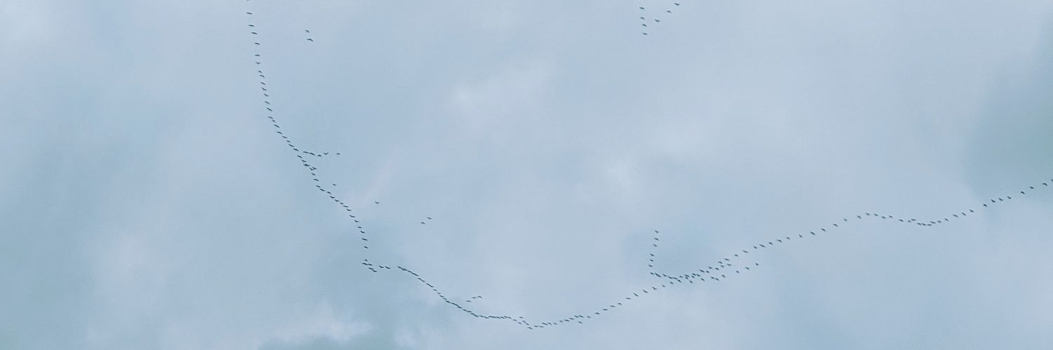 tomonthewave's profile banner image