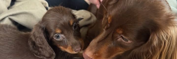 1MorganaElena's profile banner image