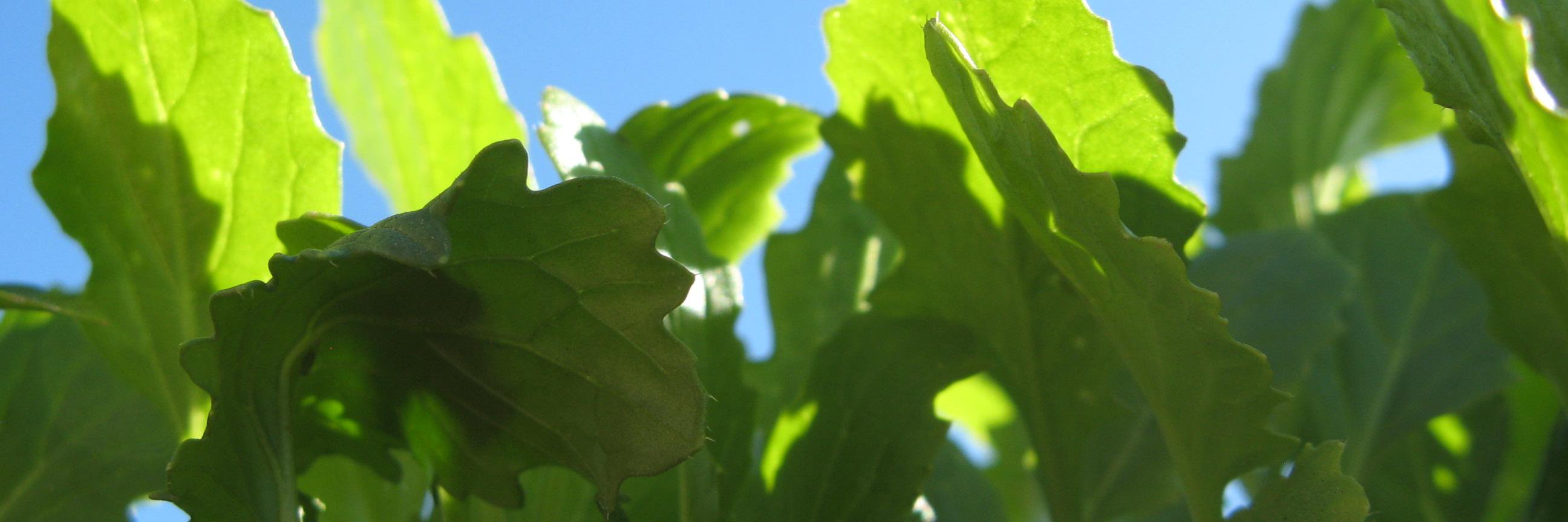 LA Food Policy Council banner