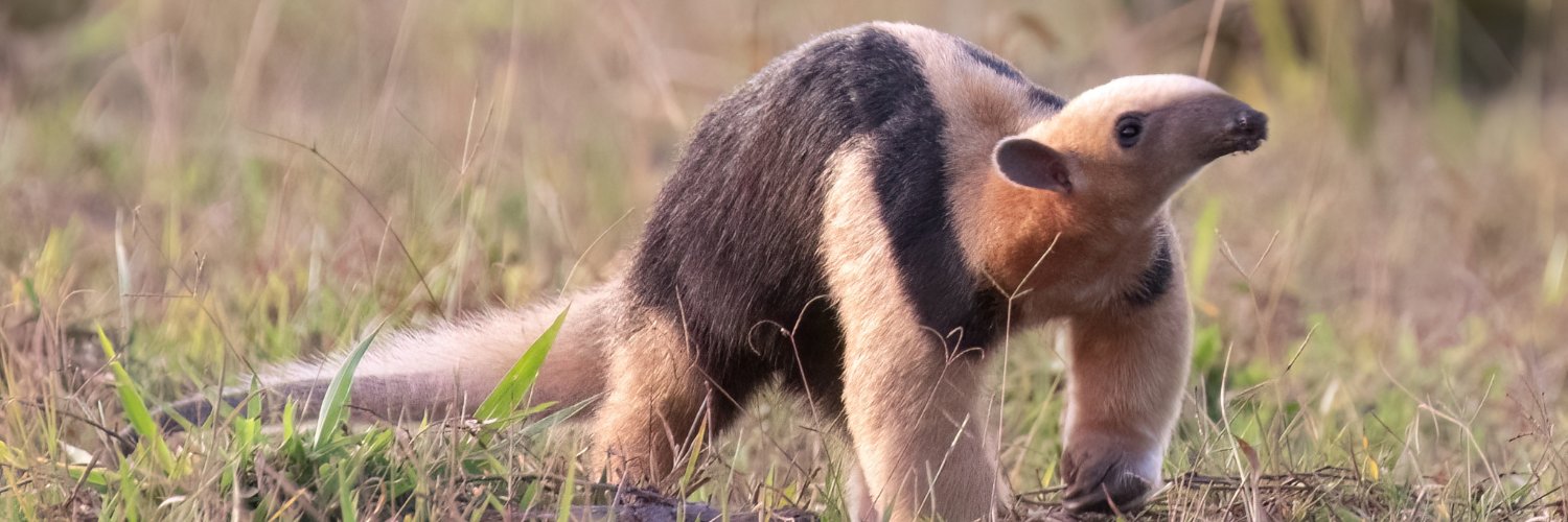 anteater party's banner