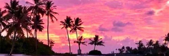 🥥🌴 banner