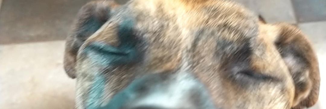 perinlu's profile banner image