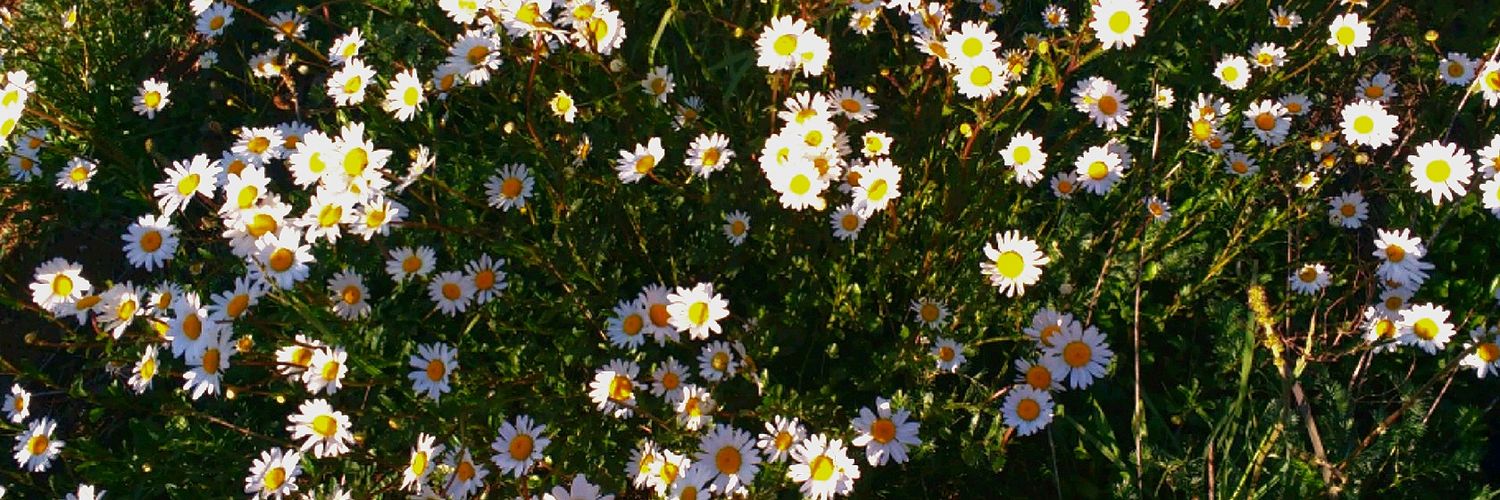 _Agustina_Luna's profile banner image