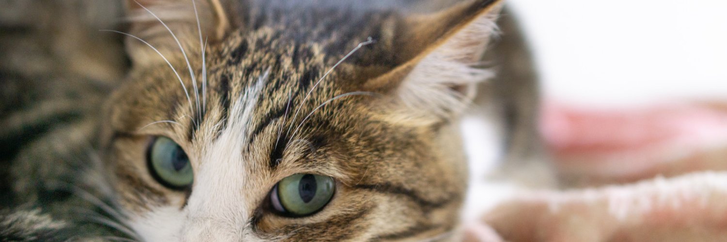 twitwi09's profile banner image