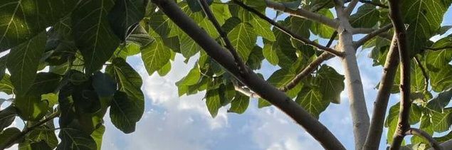 alanis banner