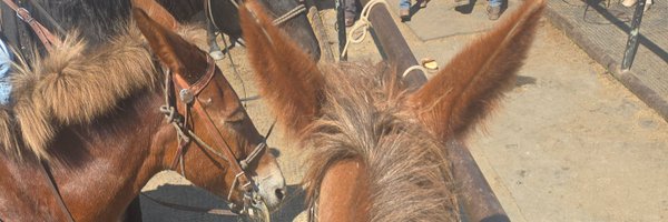 Loshadevushka Profile Banner