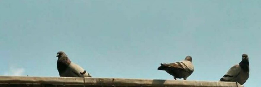 SoNaDadgar's profile banner image