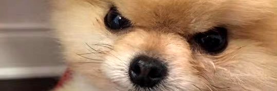 :): banner