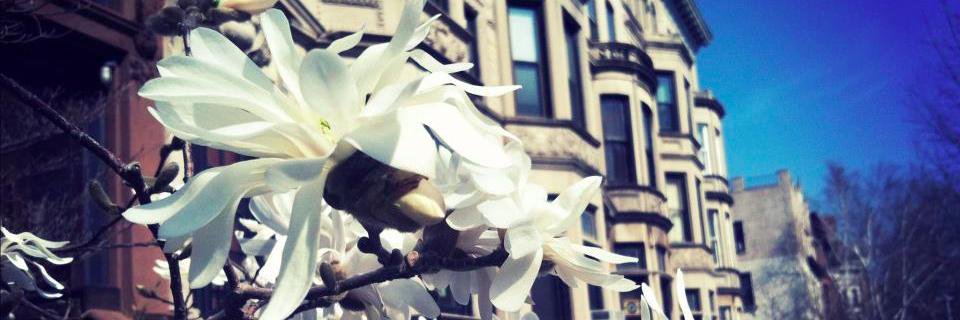 Brooklyn Patch banner