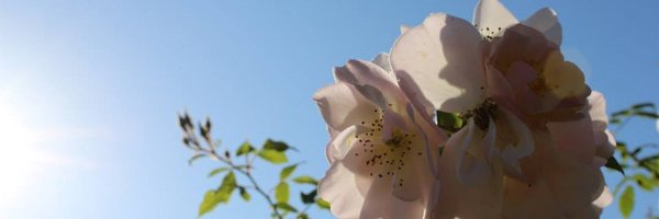 Aliegator Profile Banner