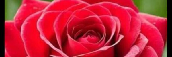 Pramila33 Profile Banner